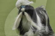 FEATURE - Hundeparade: Westminster Dog Show in New York