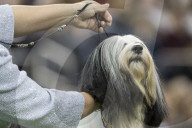 FEATURE - Hundeparade: Westminster Dog Show in New York
