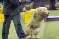 FEATURE - Hundeparade: Westminster Dog Show in New York