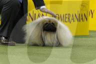 FEATURE - Hundeparade: Westminster Dog Show in New York