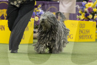 FEATURE - Hundeparade: Westminster Dog Show in New York