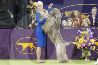 FEATURE - Hundeparade: Westminster Dog Show in New York