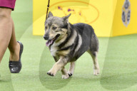 FEATURE - Hundeparade: Westminster Dog Show in New York