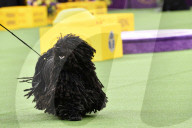 FEATURE - Hundeparade: Westminster Dog Show in New York