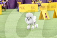 FEATURE - Hundeparade: Westminster Dog Show in New York