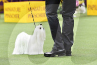 FEATURE - Hundeparade: Westminster Dog Show in New York