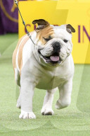 FEATURE - Hundeparade: Westminster Dog Show in New York