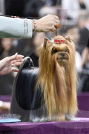 FEATURE - Hundeparade: Westminster Dog Show in New York