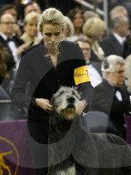 FEATURE - Hundeparade: Westminster Dog Show in New York
