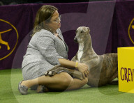 FEATURE - Hundeparade: Westminster Dog Show in New York