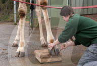 FEATURE - Nagelpflege Für Giraffe Gerald