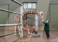 FEATURE - Nagelpflege Für Giraffe Gerald