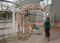FEATURE - Nagelpflege Für Giraffe Gerald