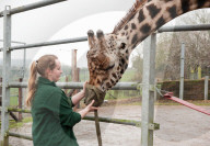 FEATURE - Nagelpflege Für Giraffe Gerald