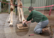 FEATURE - Nagelpflege Für Giraffe Gerald