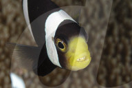 FEATURE - Fisch im Fisch