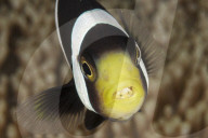 FEATURE - Fisch im Fisch