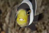 FEATURE - Fisch im Fisch