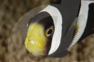 FEATURE - Fisch im Fisch