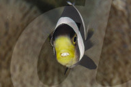 FEATURE - Fisch im Fisch