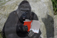 FEATURE - Gorillas im Zoo von Madrid 