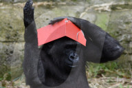FEATURE - Gorillas im Zoo von Madrid 