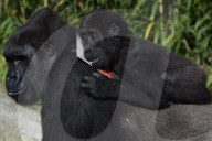 FEATURE - Gorillas im Zoo von Madrid 