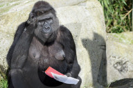 FEATURE - Gorillas im Zoo von Madrid 