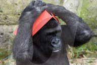 FEATURE - Gorillas im Zoo von Madrid 