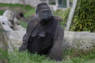 FEATURE - Gorillas im Zoo von Madrid 