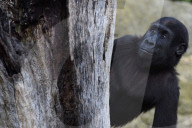FEATURE - Gorillas im Zoo von Madrid 