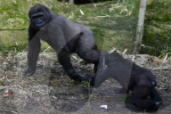 FEATURE - Gorillas im Zoo von Madrid 