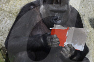 FEATURE - Gorillas im Zoo von Madrid 