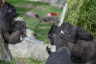 FEATURE - Gorillas im Zoo von Madrid 
