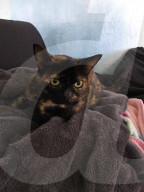 FEATURE - Katze findet nach 15 Jahren nach Hause