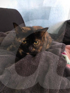 FEATURE - Katze findet nach 15 Jahren nach Hause