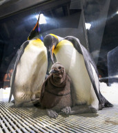 FEATURE - Nachwuchs bei den Pinguinen in Gold Coast 