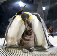FEATURE - Nachwuchs bei den Pinguinen in Gold Coast 