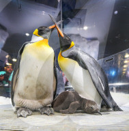 FEATURE - Nachwuchs bei den Pinguinen in Gold Coast 