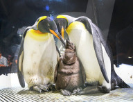 FEATURE - Nachwuchs bei den Pinguinen in Gold Coast 