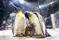 FEATURE - Nachwuchs bei den Pinguinen in Gold Coast 