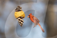 FEATURE - Vogelballett im Centralpark