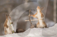 FEATURE - Dieses Eichhörnchen spielt Robin Hood