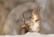 FEATURE - Dieses Eichhörnchen spielt Robin Hood