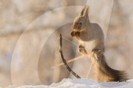 FEATURE - Dieses Eichhörnchen spielt Robin Hood
