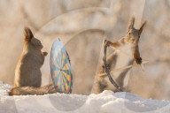 FEATURE - Dieses Eichhörnchen spielt Robin Hood