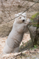 FEATURE - Eisbärenbaby entzückt die Zoobesucher in Hellabrunn