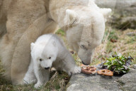 FEATURE - Eisbärenbaby entzückt die Zoobesucher in Hellabrunn
