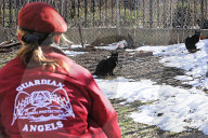 FEATURE - Nancy Regula ist der 'Schutzengel' der Katzen in der Bronx