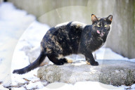 FEATURE - Nancy Regula ist der 'Schutzengel' der Katzen in der Bronx